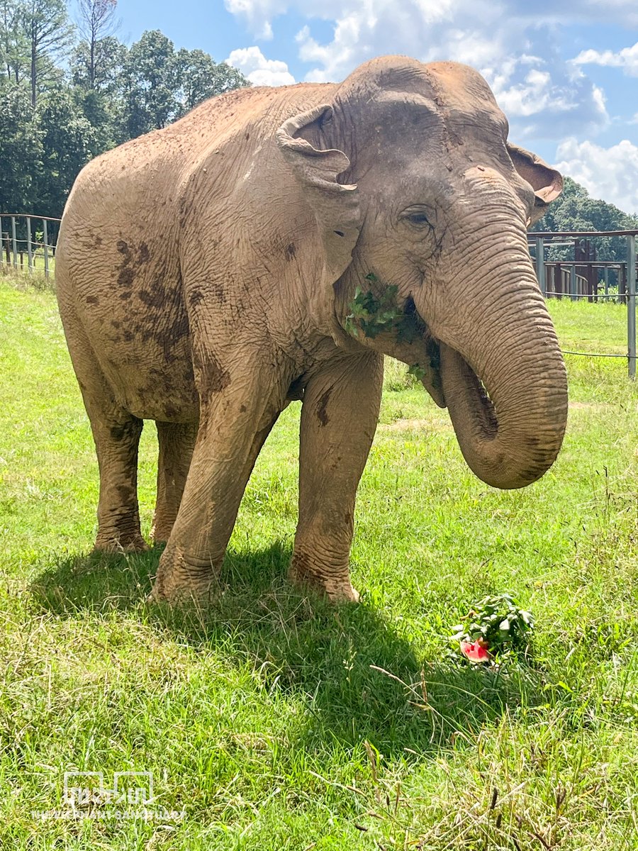 It’s National Watermelon Day, which is always celebrated BIG around here. Ronnie and the rest of the Q elephants snacked on some fresh melon to commemorate the occasion! 🍉