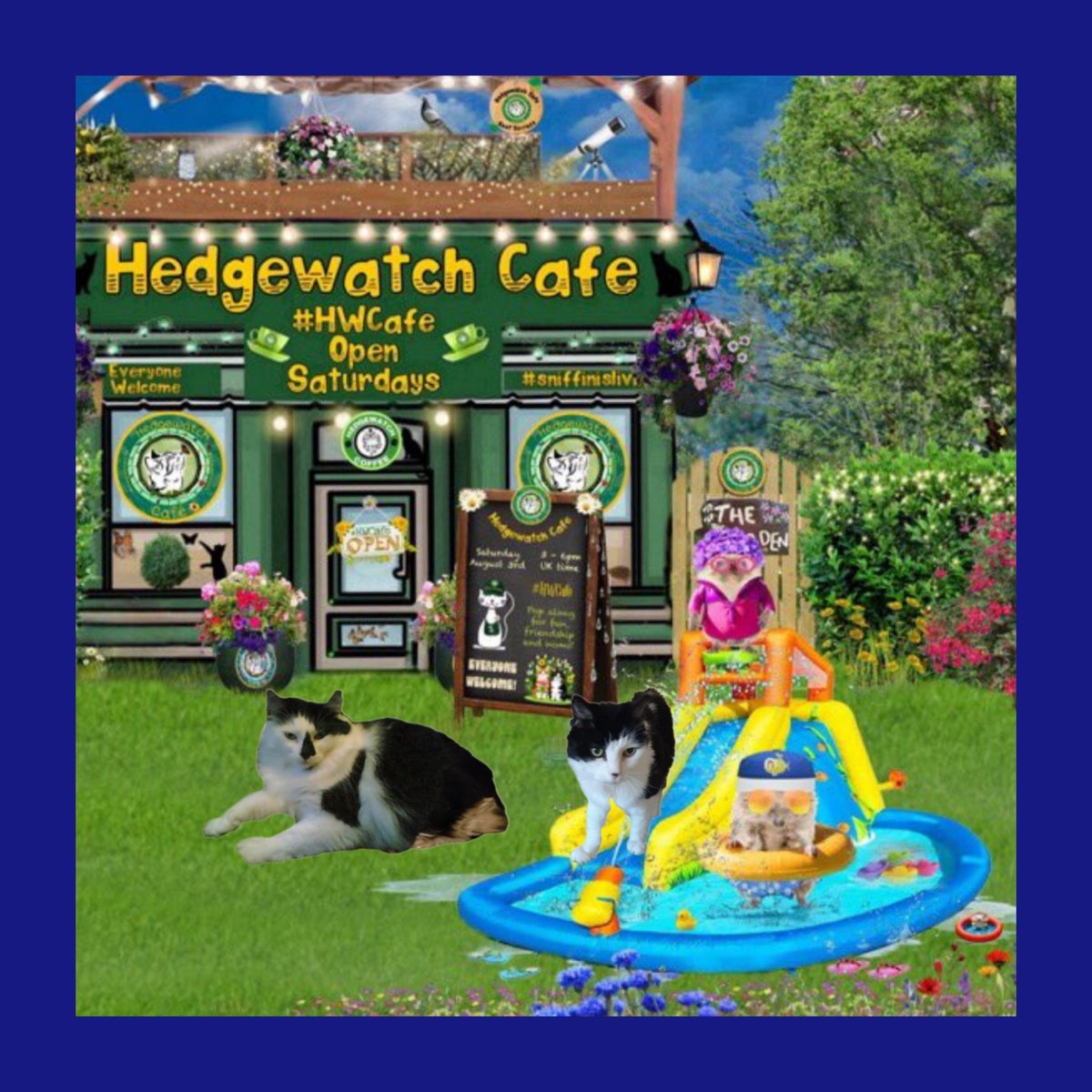 EllaLilyAJ's tweet image. #HWCafe #Noms #Hedgewatch 
#SuperSeniorCatsClub 

🌻🌻🌻🌻🌻
Hi Purristas 
🌻🌻🌻🌻🌻

We've had a meowvellous time in the pool today and are happily exhausted 😎😎

Please may we have two Flockerbockers to rebuild our energy levels?

🌻🌻🌻🌻🌻
Ella and Lily 
🌻🌻🌻🌻🌻