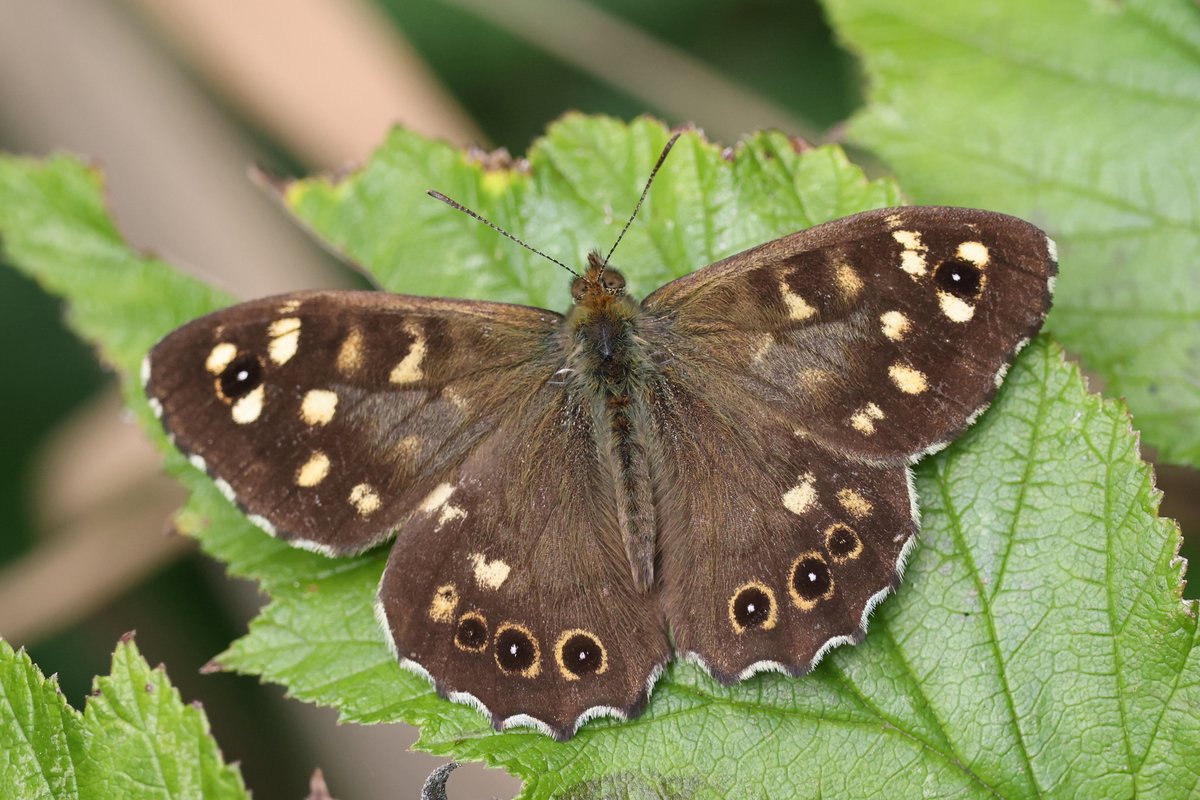 Wheldrake Ings this morning 3 Curlew (2 juveniles) from Tower Hide, 8 Green Sandpiper on the pool and butterflies in various condition including smart Peacock and Speckled Wood <a href="/LDV_NNR/">LDV NNR</a> <a href="/YorkBirding/">York Birding</a>