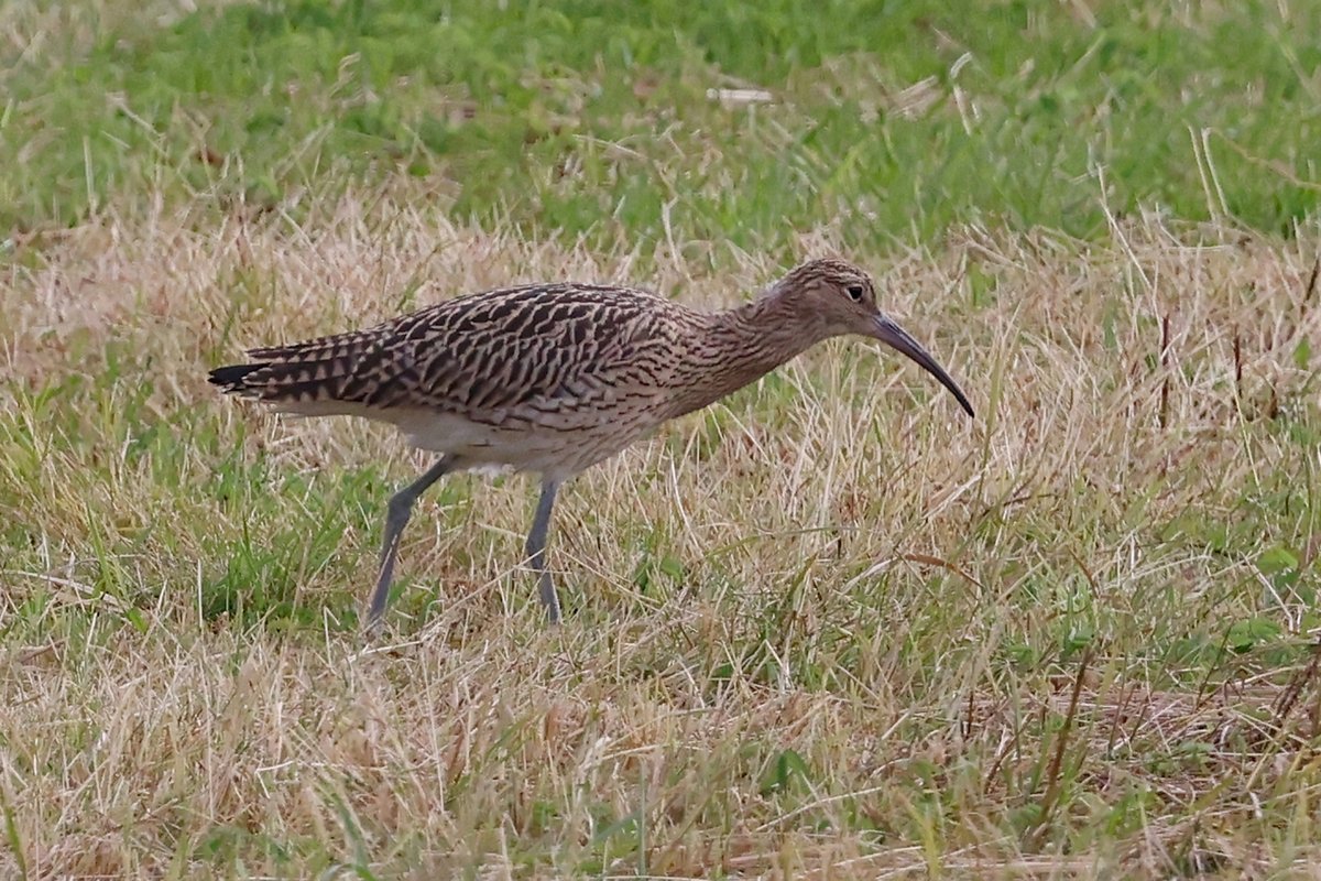 TeeJay811's tweet photo. Wheldrake Ings this morning 3 Curlew (2 juveniles) from Tower Hide, 8 Green Sandpiper on the pool and butterflies in various condition including smart Peacock and Speckled Wood @LDV_NNR @YorkBirding https://t.co/AgffdXLRKd