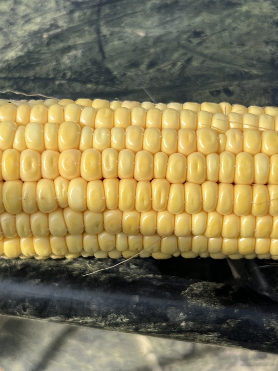 We got dents!  P1170AM planted 4-13-24 Holdrege, NE #PioneerSeeds