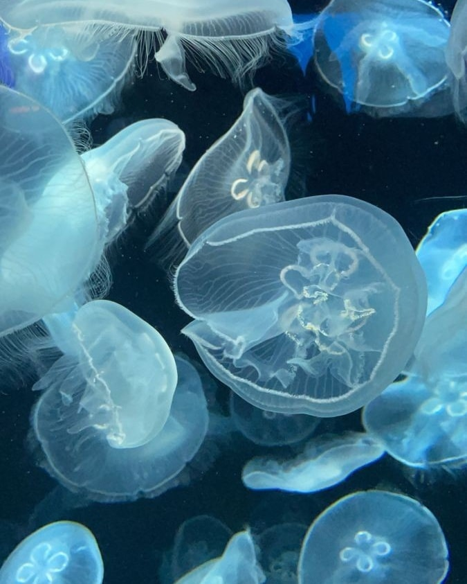artindetails's tweet photo. — jellyfish. https://t.co/rbik0Dlqo8