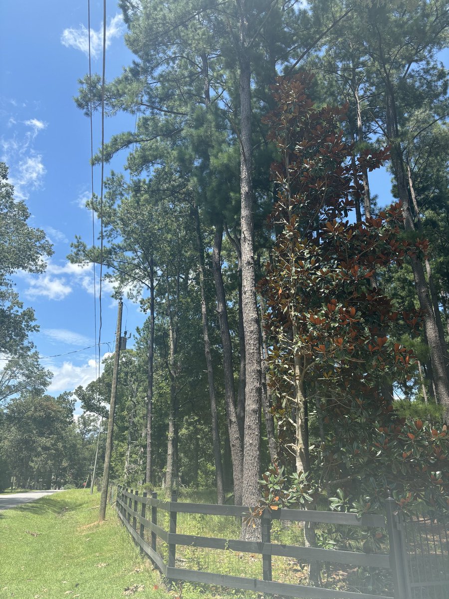 AlissaGreen1's tweet photo. @Xylem WTAF, you guys suck. Absolute hack job of my magnolia trees that were NOWHERE near the power lines. https://t.co/kas7ULJb0K