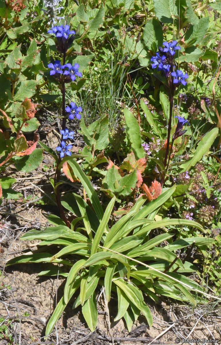 Ashutosh_05sn's tweet photo. Gentiana kirilowii Turcz.
Synonym - #Gentiana tianschanica
#TransHimalayan Gentian
A lovely big flowered tall #species of TransHimalayan #Gentian
From semiarid alpine meadows of #Kinnaur dist., Himachal Pradesh
#Gentianakirilowii #flora #taxonomy #Iambotanist #botany #eflora https://t.co/gGnhzovS8E