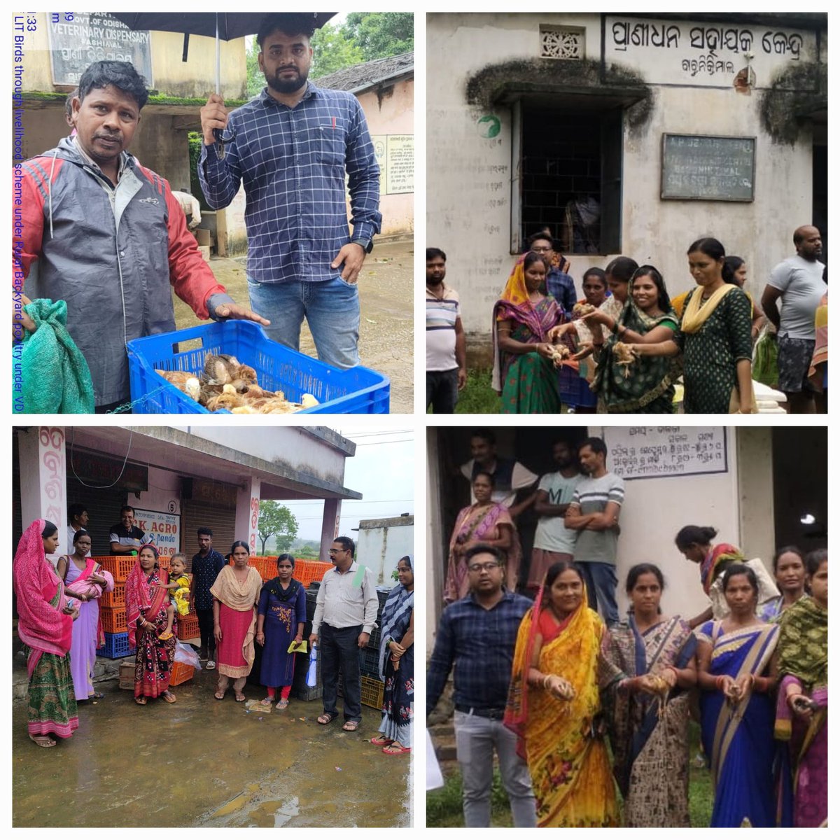 ovsa_sambalpur's tweet photo. Distribution of 28 days old LIT birds to individual WSHG members of Sambalpur district @CMO_Odisha @GokulanandaBJP @farddept @dahvsodisha @DmSambalpur https://t.co/g8x1XI5eTi