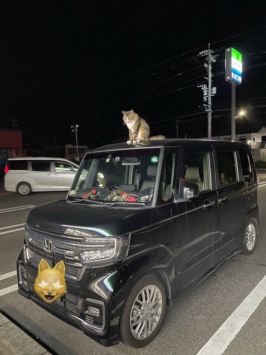 Moonchi99220776's tweet photo. 車に乗ろうとしたら番人がいた…
ニャ～🐈🐾 https://t.co/nm91NpXvZ3