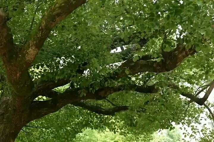 artindetails's tweet image. appreciating the peaceful life.