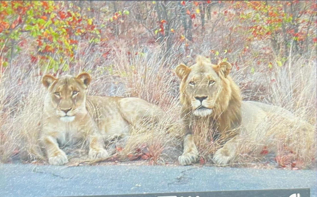 LatestKruger's tweet photo. 5:30pm
2 Lion stationary
H14, 1.7km N of the S131
Near Phalaborwa
5/5
Tinged by Minx https://t.co/UBgqatjlQC