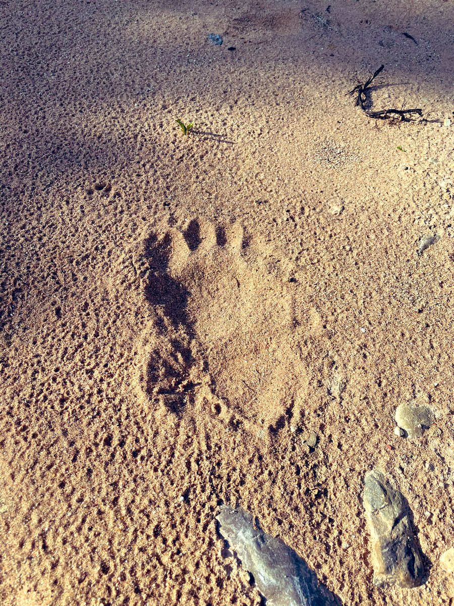 lauriew_author's tweet image. Either Bigfoot or a bear visited camp recently #UPMI