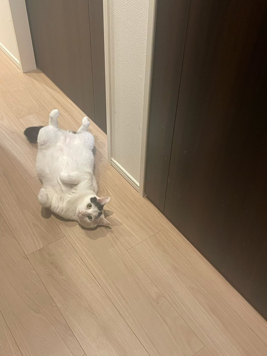 takei_cat's tweet photo. https://t.co/wdDJa8pbv3