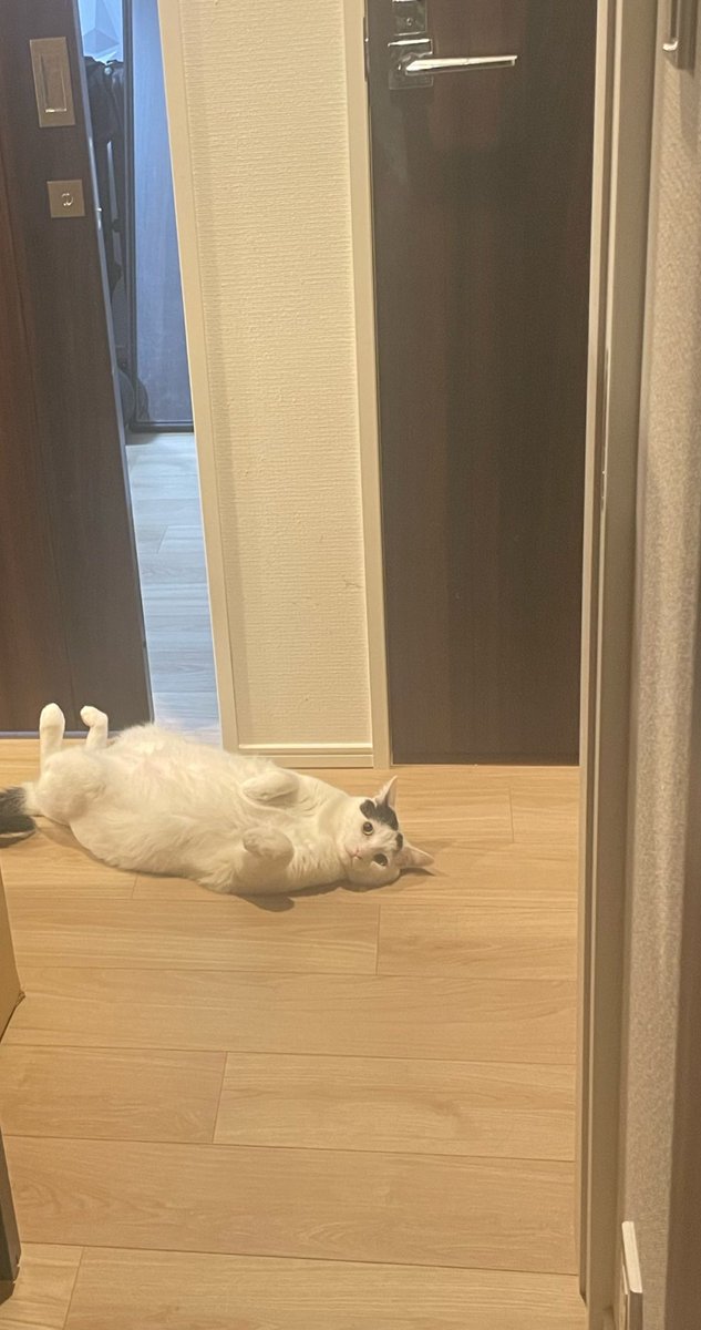 takei_cat's tweet photo. https://t.co/wdDJa8pbv3