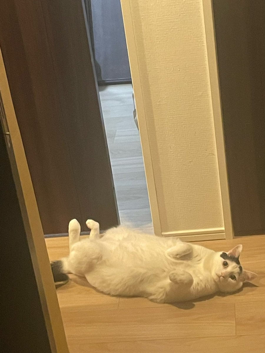 takei_cat's tweet photo. https://t.co/wdDJa8pbv3