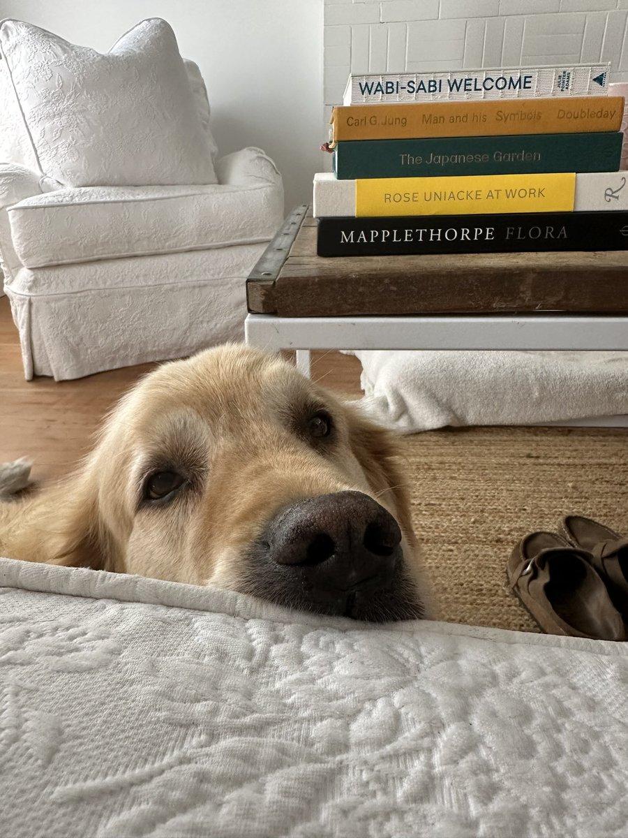 Good morning from Zuzu 🤍✨