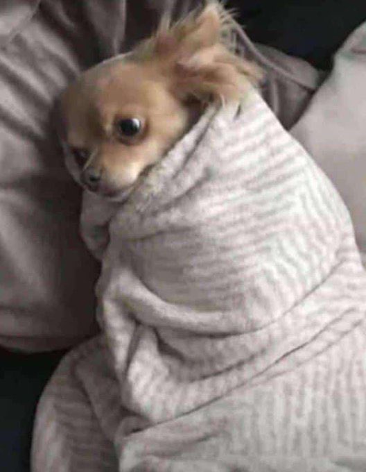 Trhymesz tweet media