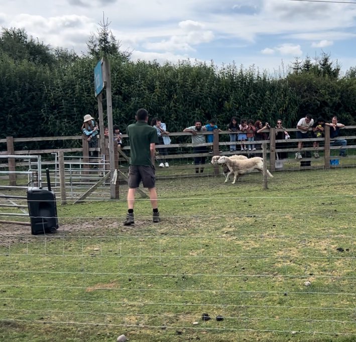 Katy__Perry's tweet image. Another fab afternoon out @WhitePostFarm highlights of the day.. reptile talk, falconry display and Graham getting pipped at the post in the sheep race!