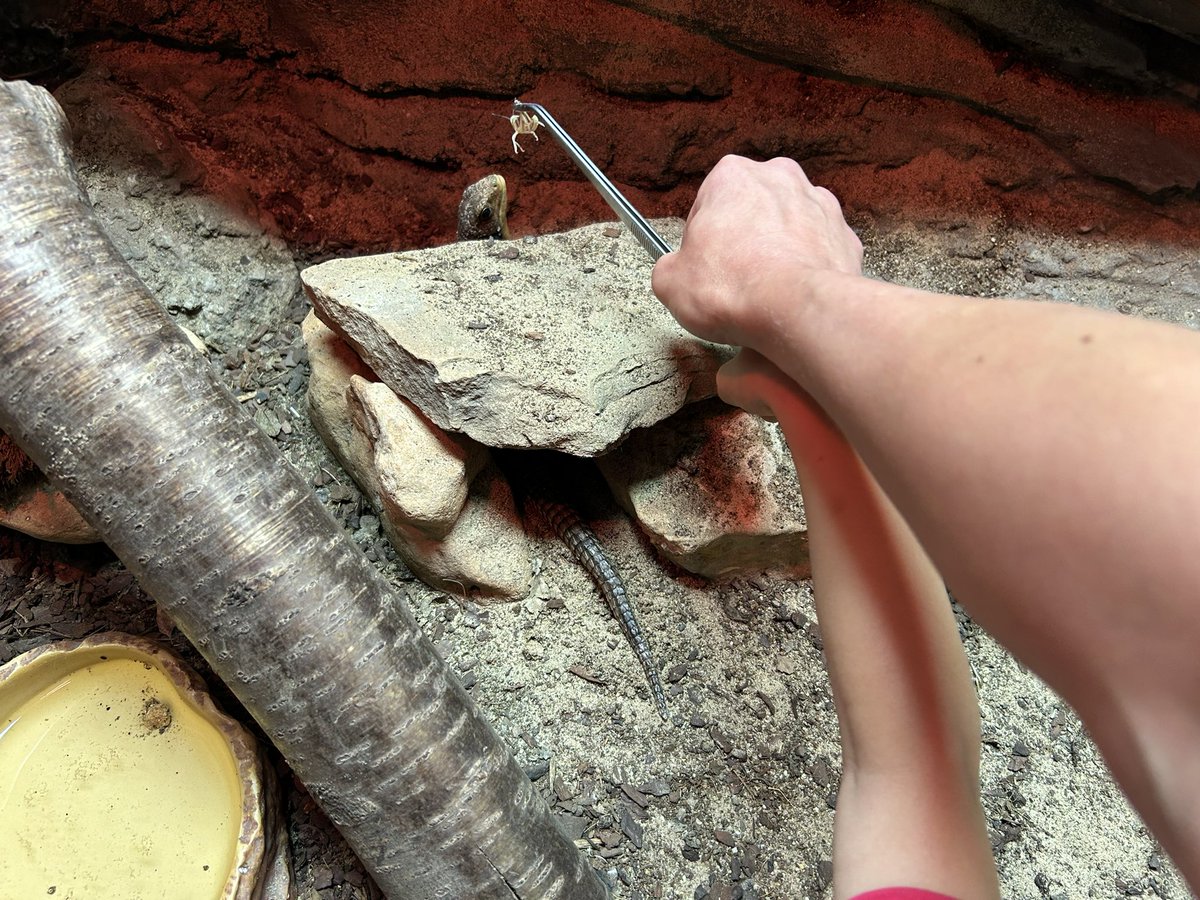 Katy__Perry's tweet image. Another fab afternoon out @WhitePostFarm highlights of the day.. reptile talk, falconry display and Graham getting pipped at the post in the sheep race!