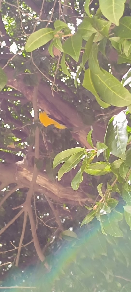 Escuchando el canto de un Turpial, tan natural, tan felíz, tan inspirador...a veces los seres humanos debemos ser como las aves.........<a href="/AmeliachPSUV/">Francisco Ameliach</a> <a href="/jorgerpsuv/">Jorge Rodríguez</a> <a href="/delcyrodriguezv/">Delcy Rodríguez</a> <a href="/dcabellor/">Diosdado Cabello R</a> <a href="/FidelVsquezPSUV/">FIDEL E. VASQUEZ I.</a> <a href="/gestionperfecta/">Carmen Meléndez</a> <a href="/Nahumfernandezm/">Nahum Fernández</a> <a href="/luismarcanos/">Luis Marcano</a>