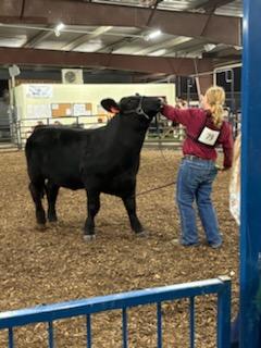 lcranch08's tweet image. Pottawatomie County Fair beef show came and went last night.  The Perry girls had a wonderful night.  Reserve Hereford Heifer, 3rd overall simmential steer, champion AOB steer, reserve and 4th overall intermediate beef showman.  Lots of blood, sweat and tears and emotions.