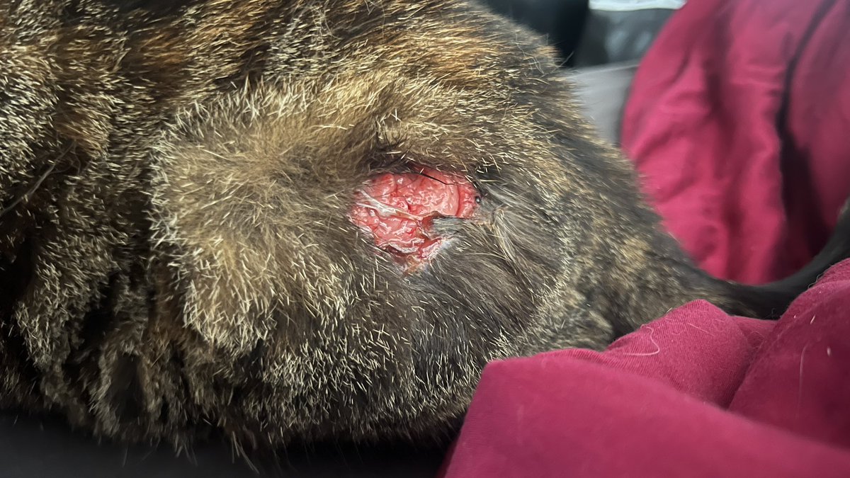 artbydaan's tweet photo. Zo laatste antibiotica zit erin, hopelijk geneest het snel #abces 🙏🏻 (foto vorige week en nu) #geentipsnodig https://t.co/JUtILJzIZL