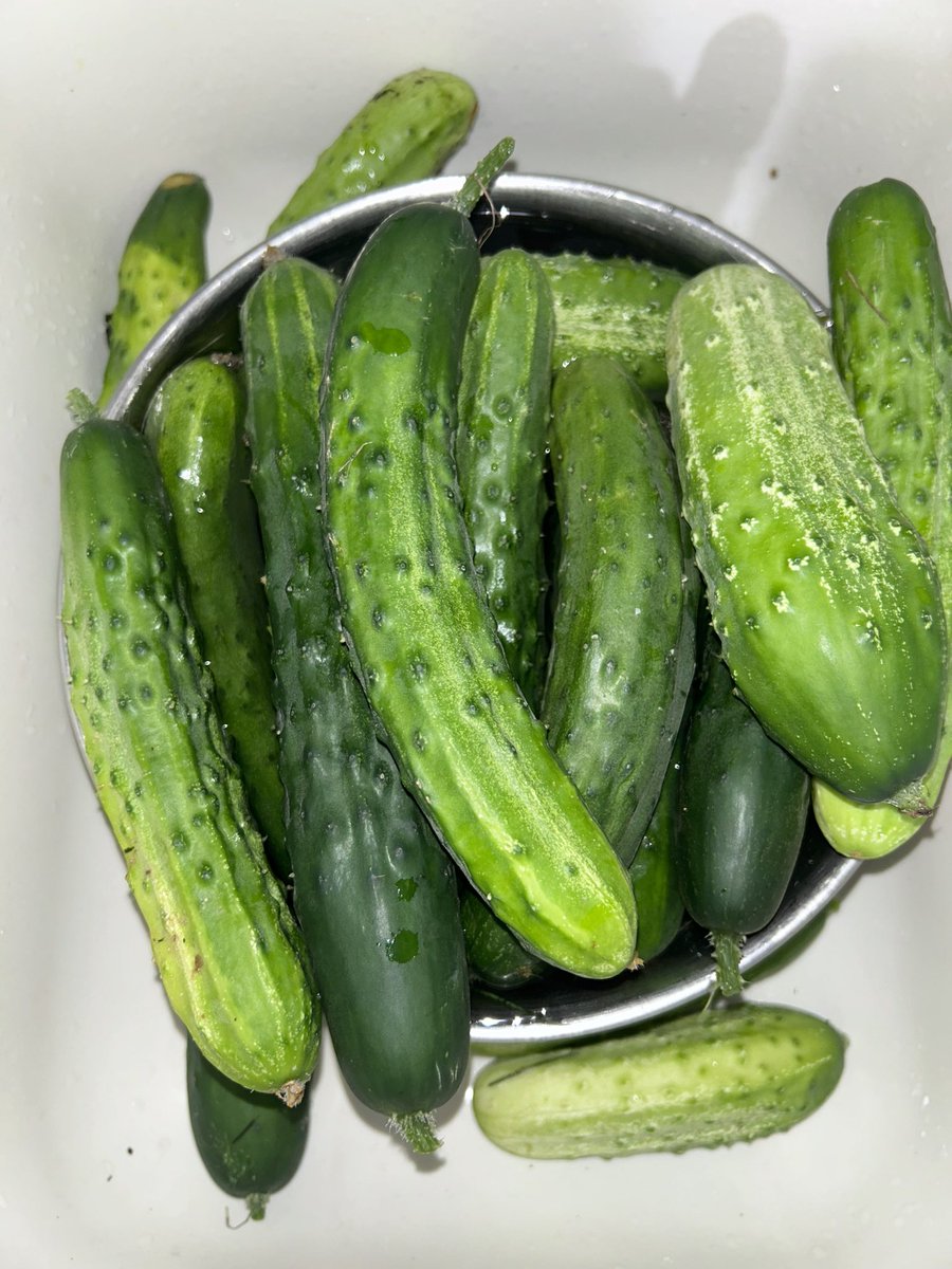 Send pickle recipes my way !