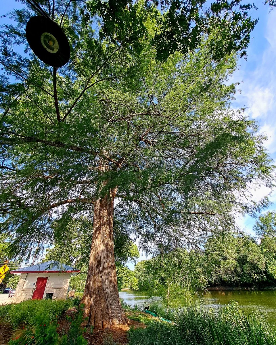 RitiSharan's tweet photo. A beautiful day to be out and about exploring nature! A rarity in Texas heat but rain gods have been kind to us this year! 🍀🌳
#naturewalks 
#breatheasy 
#pausebutton https://t.co/noWgvnpOcH
