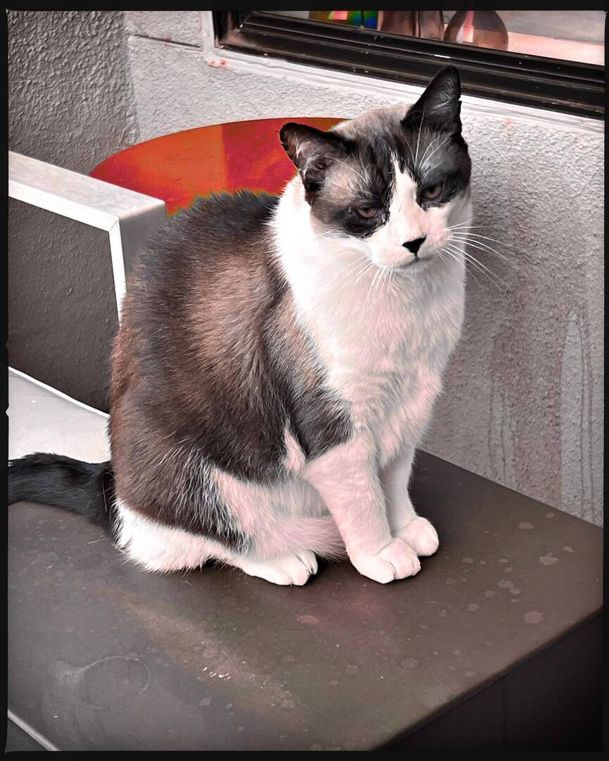 catsynth's tweet image. A whimsical #caturday morning with Big Merp 😻 #Hipstamatic #AuroraNCL #DC instagr.am/p/C-NwSqnPJFT/