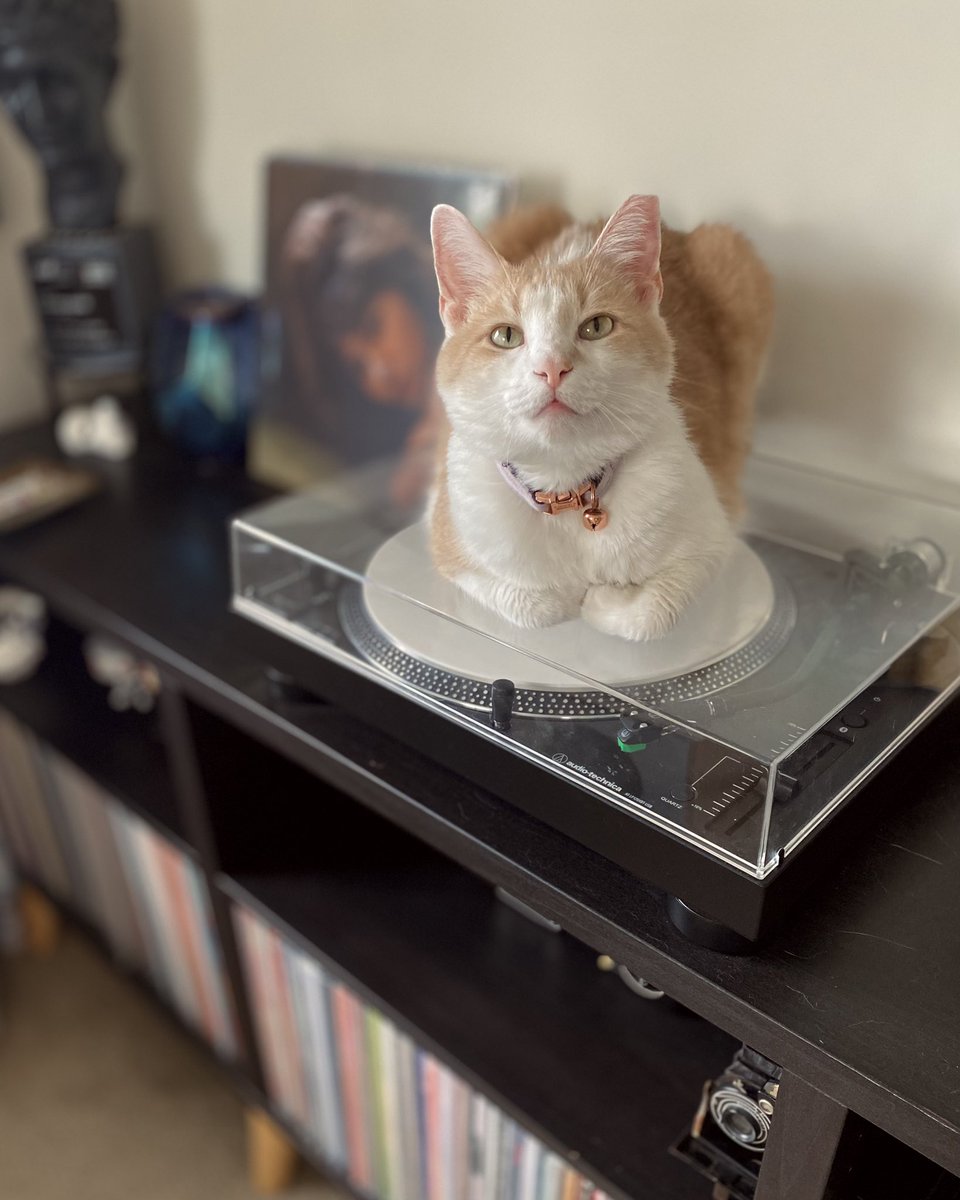 Sashimi was ready to listen to some records this morning