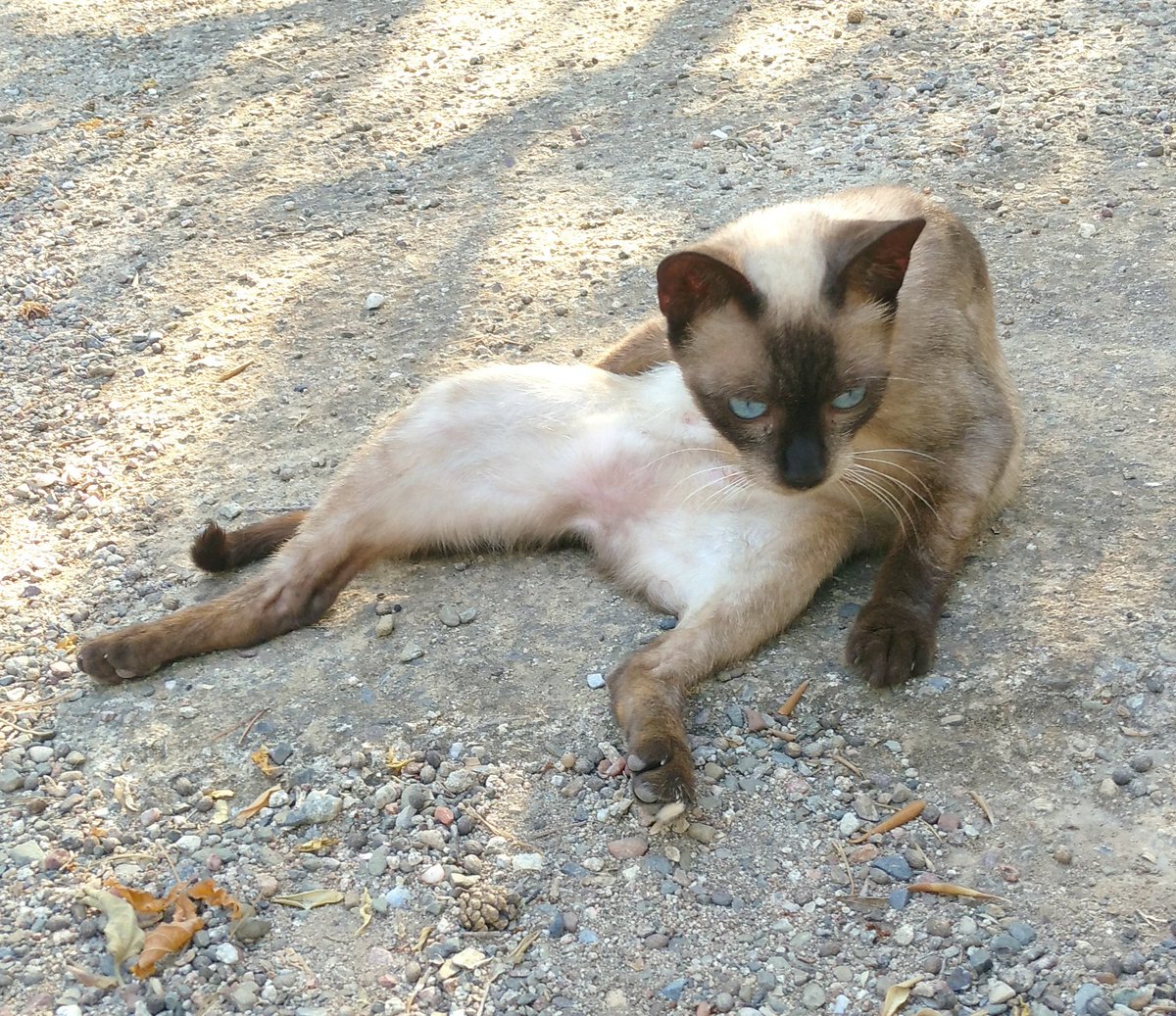 Espatarrar-se a la fresca o fresca espatarrada? 🤔😸