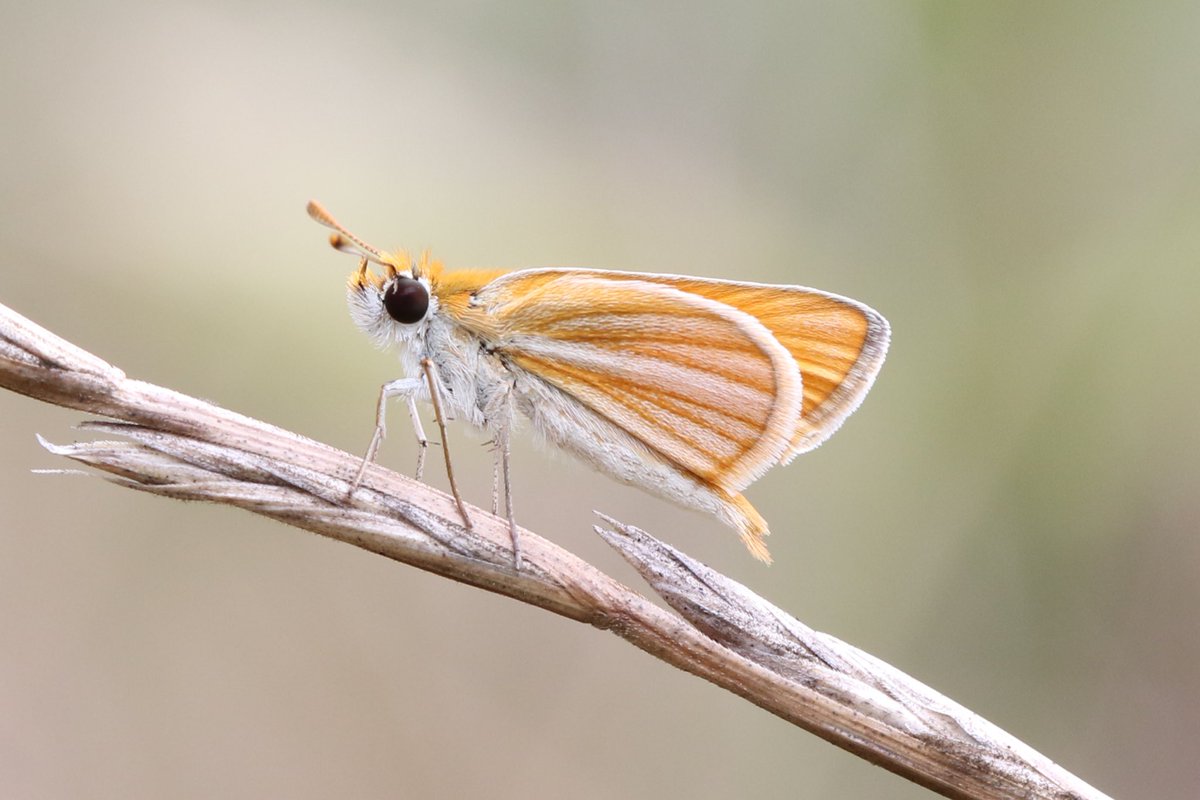 Southern Skipperling
Gainesville, FL
June 2024
