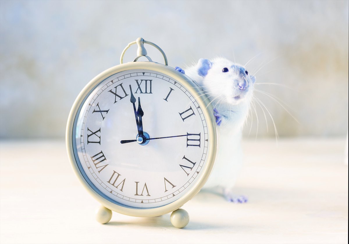 Opinion piece: For too long, animal studies have overlooked #TimeOfDay as a critical biological variable. That needs to change. In PNAS Front Matter: ow.ly/9Vah50SOgYi #CircadianRhythms #SleepWakeCycle #chronobiology