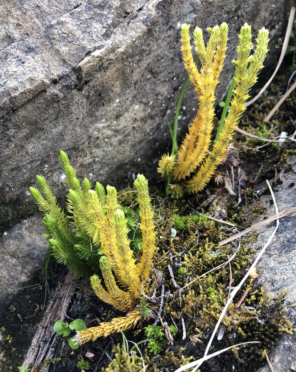 Jeff Benca tweet media