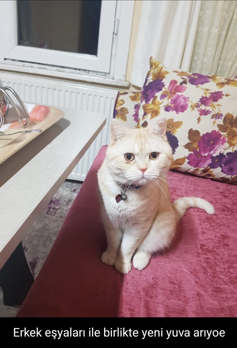 <a href="/qulcin21/">gülçin baş</a> Bu kedi de yuva arıyor :) belki ilgilenirseniz diye paylaşmak istedim