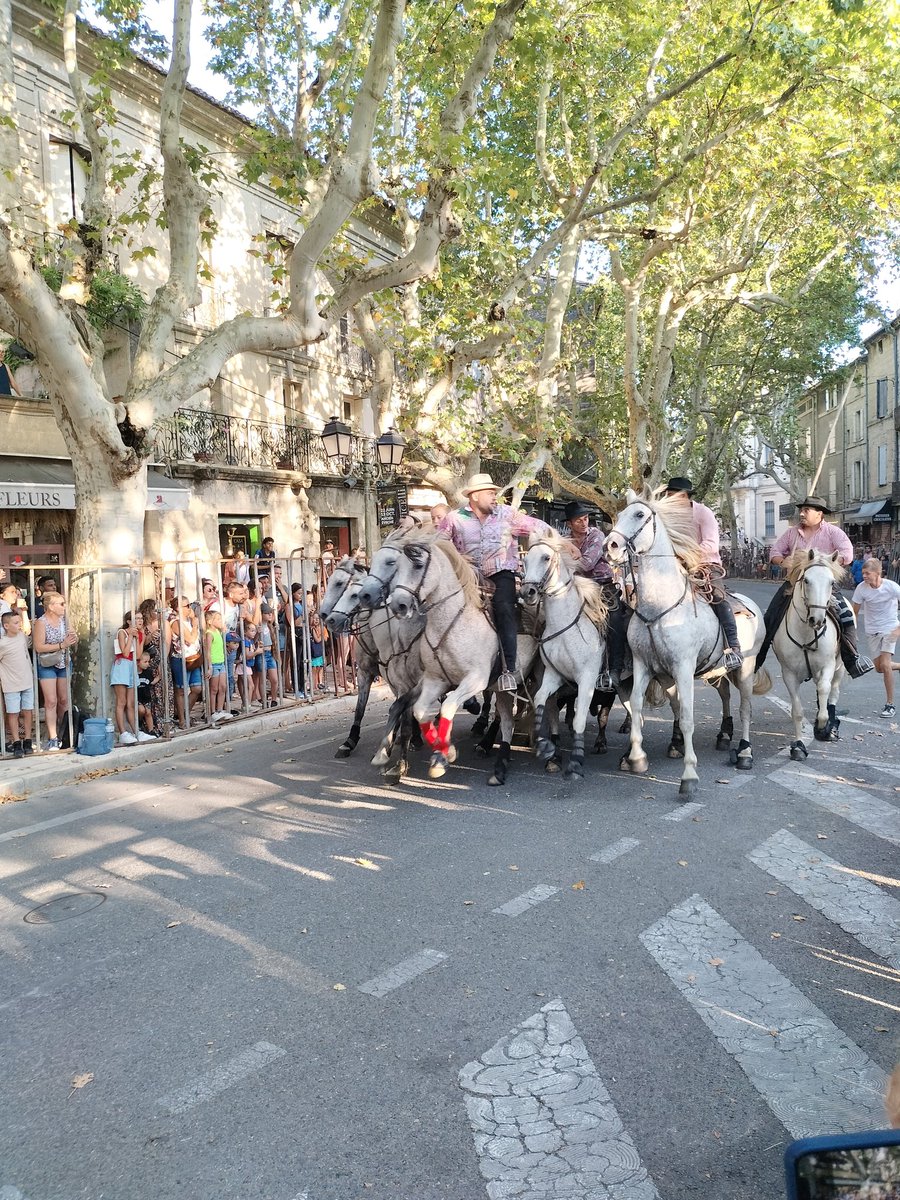 Marie_H_V's tweet photo. #Abrivado et #Manade #Uzès
Ça remonte les taureaux, 2 par 2, doucement et en rangs serrés https://t.co/y9TRmp1Gr1