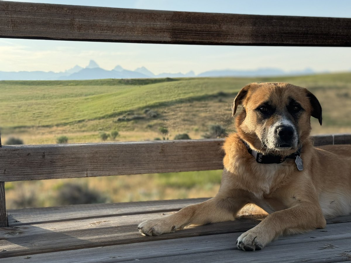 BPHTurf's tweet image. Morning hangs on the porch with my best bud have become my favorite new routine this summer. 

Gene and I will be hitting the road for some more Kress robotic mower demos this week! #RoboDog
