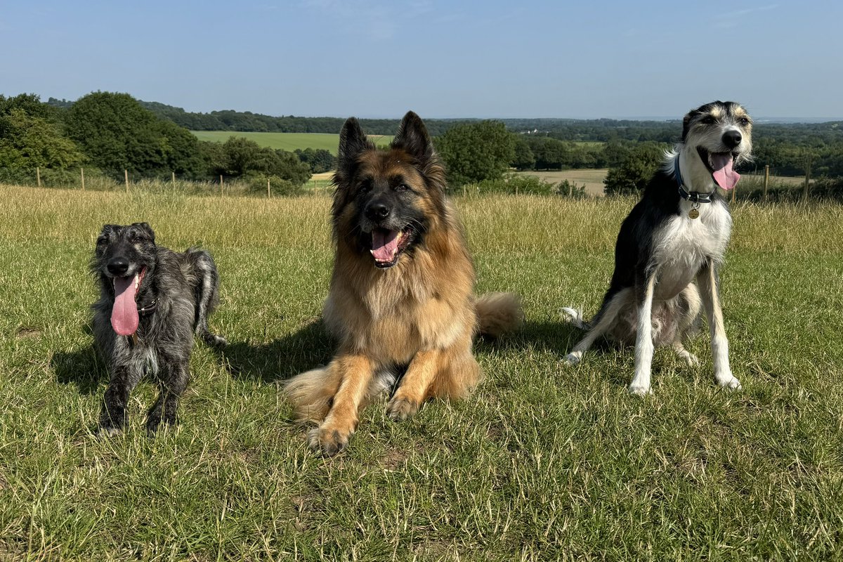 Freydis 2023 🐶 Sprocket 2012-2023 ❤️ 🌈 tweet media