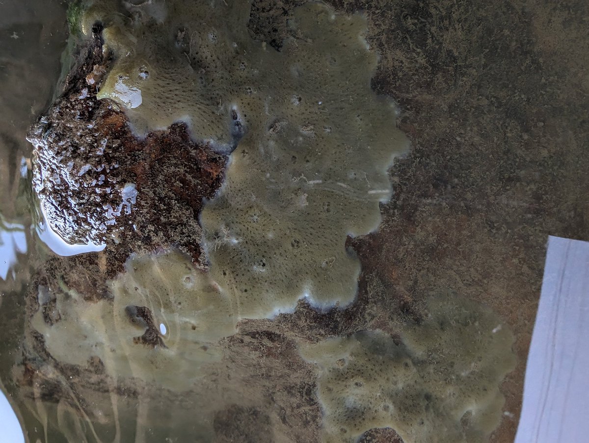 Freshwater Sponge Research tweet media