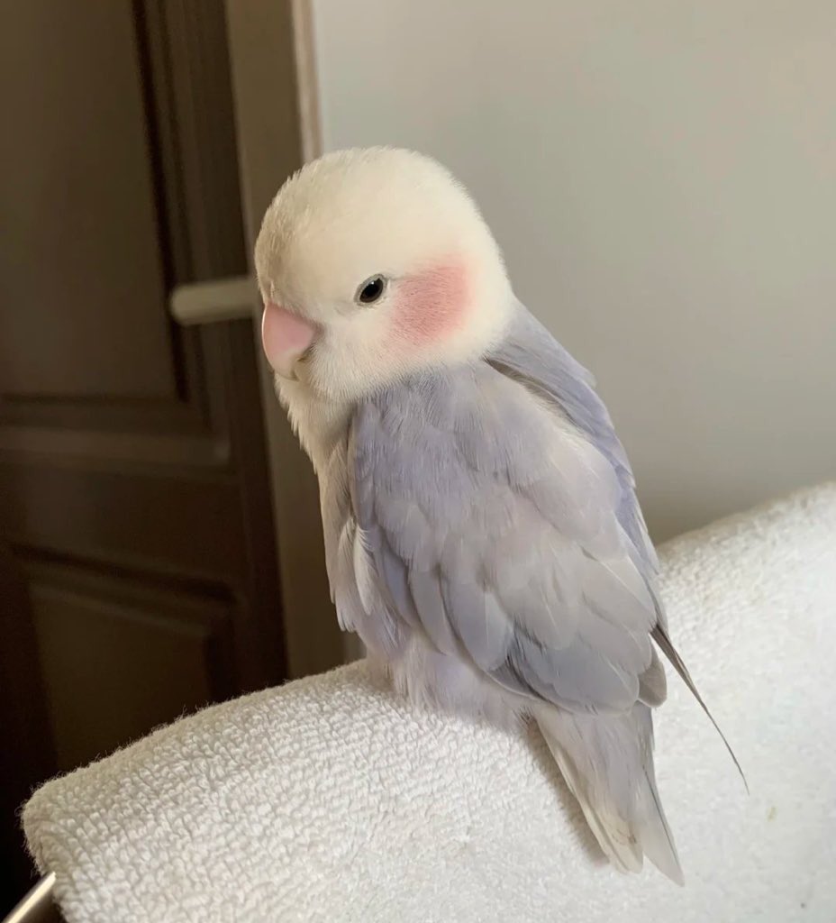 เผื่อคนเห็นภาพไม่ชัด 5555555555555 โอ้ย มันเข้วอะ อยากจุ้บ