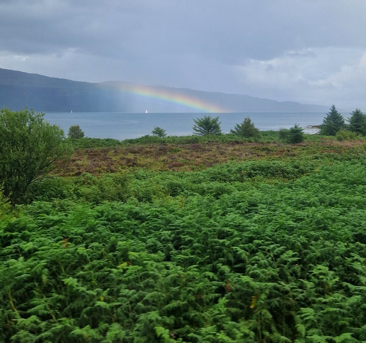 Great day out at <a href="/HWDT_org/">Hebridean Whale & Dolphin Trust</a> 's open day today! I didn't get any cetaceans but I dropped off some pins for their shop and had a great time exploring Tobermory. My shop is still closed over summer but you can now get John Coe, Pride Orca, and Common Dolphin pins at the centre!