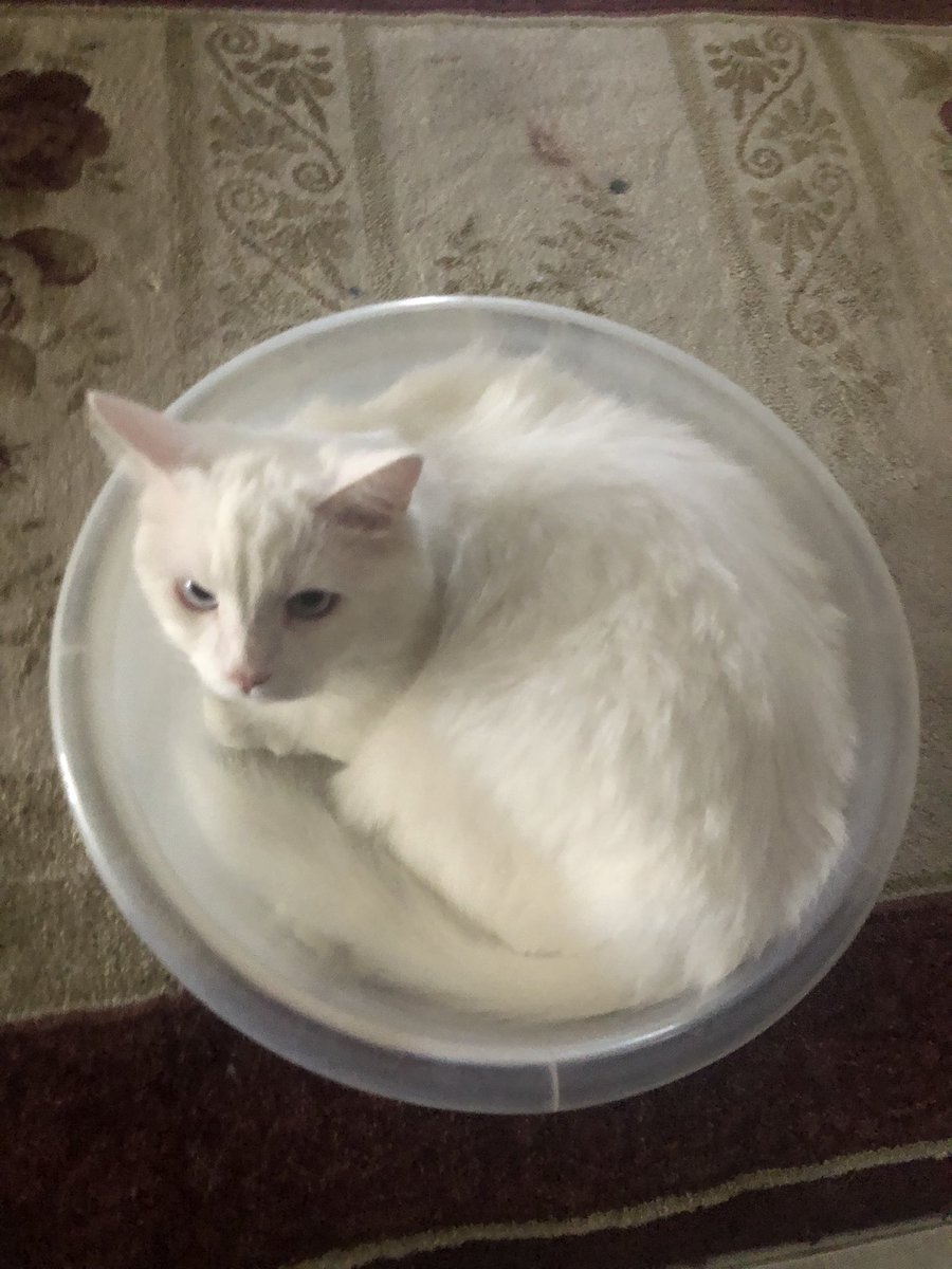 Altugaltunn's tweet photo. @artikbisaIin Leğen dürüm kedi 🐈 https://t.co/CssbN0njzO