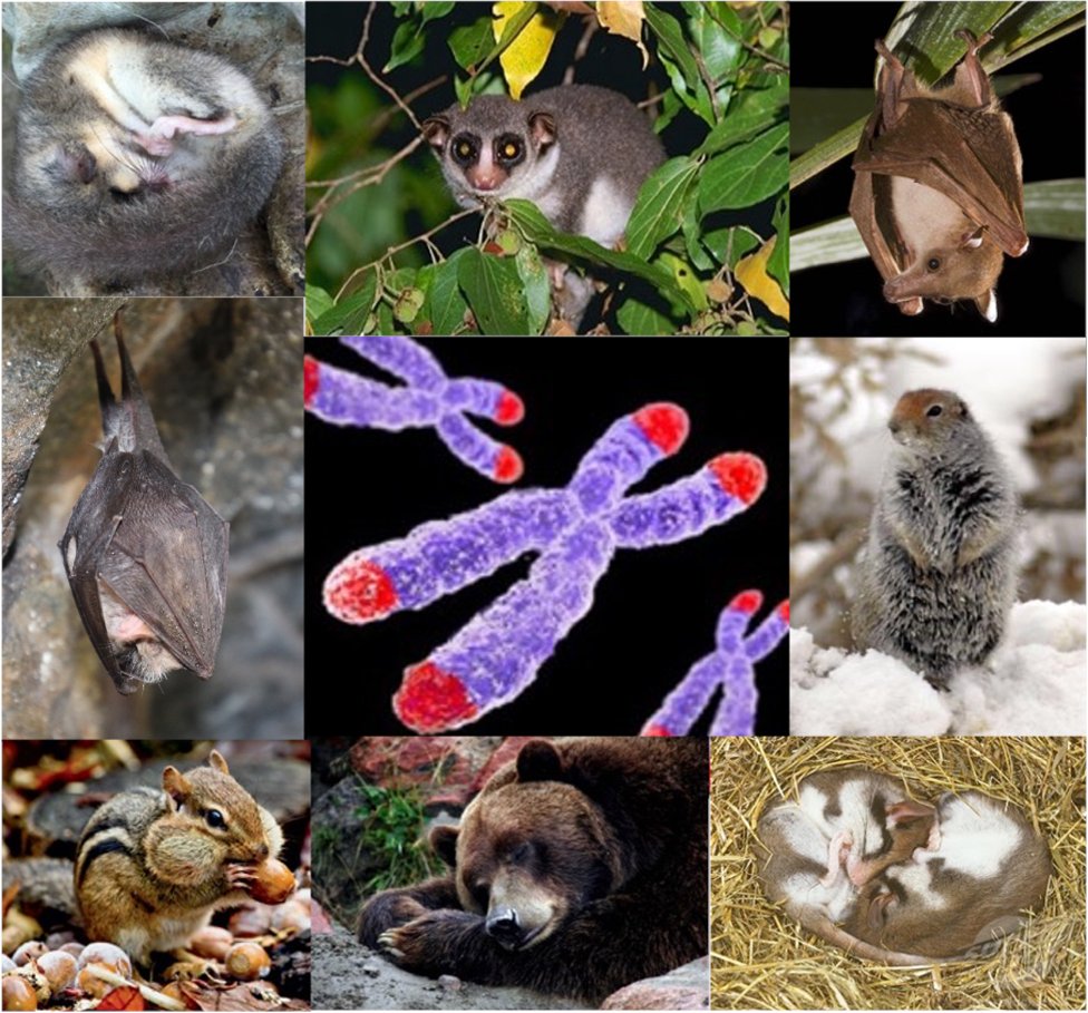 Journal of Thermal Biology (@j_therm_biol) on Twitter photo Redon, Constant, Smith, Habold and Giroud doi.org/10.1016/j.jthe…
Understanding seasonal telomere length dynamics in hibernating species
<a href="/lilianredon5978/">Lilian Redon</a>, <a href="/Bilbyboi/">Steve Smith</a>, <a href="/SylvainGiroud/">Sylvain Giroud</a>
<a href="/VetmeduniVienna/">Vetmeduni</a>, <a href="/KLIVVWien/">KLIVV Vienna</a>, <a href="/CNRS/">CNRS 🌍</a> Redon, Constant, Smith, Habold and Giroud doi.org/10.1016/j.jthe…
Understanding seasonal telomere length dynamics in hibernating species
<a href="/lilianredon5978/">Lilian Redon</a>, <a href="/Bilbyboi/">Steve Smith</a>, <a href="/SylvainGiroud/">Sylvain Giroud</a>
<a href="/VetmeduniVienna/">Vetmeduni</a>, <a href="/KLIVVWien/">KLIVV Vienna</a>, <a href="/CNRS/">CNRS 🌍</a>