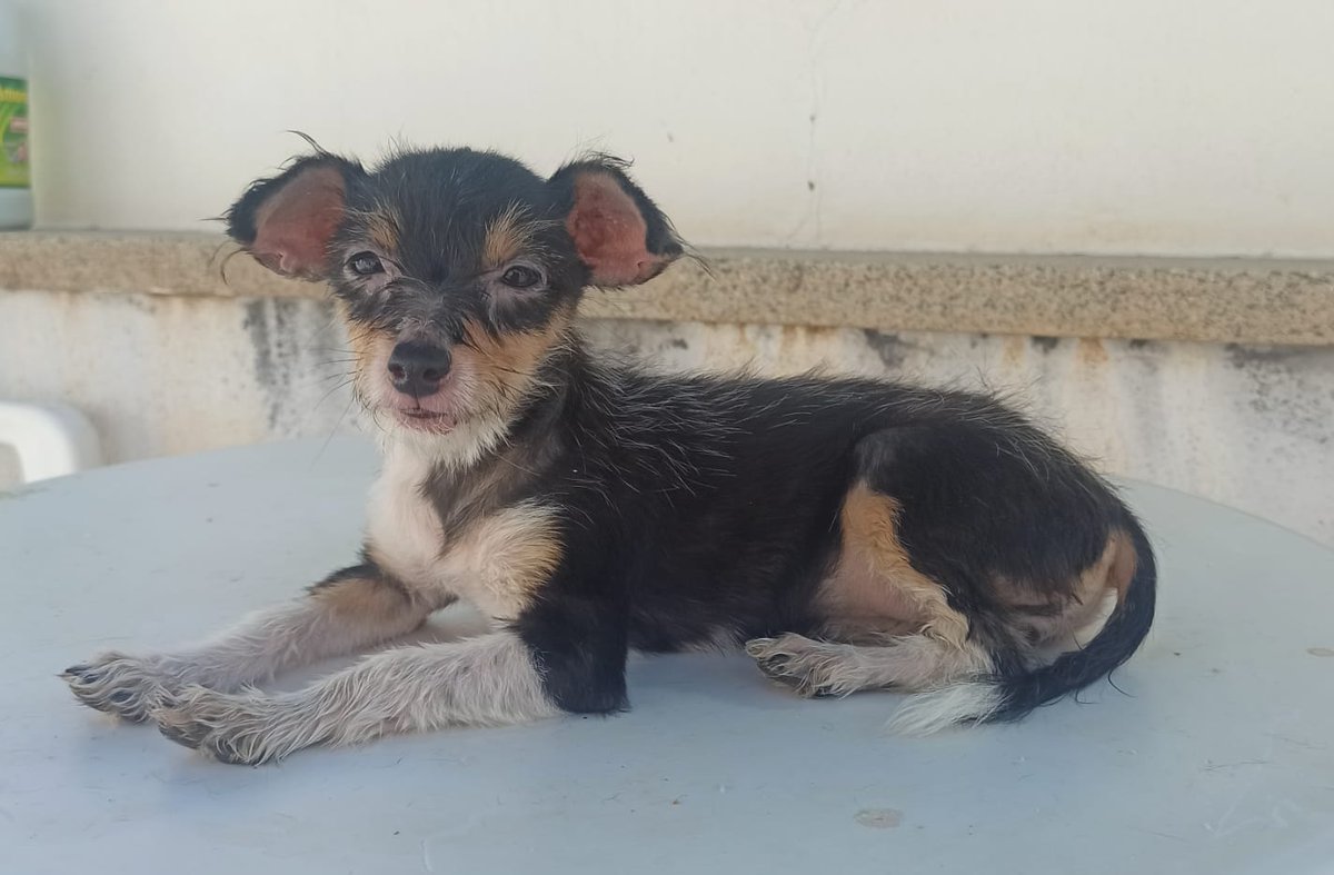 Hemos encontrado a esta perrita abandonada en un camino en mi pueblo😞

Estamos intentando buscarle una familia. MD si hay alguien interesado.

RT por favor🙏🏽