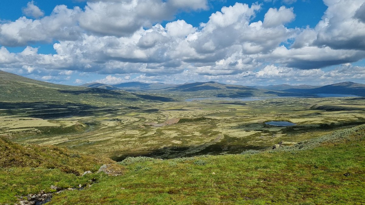 Just another day at the office for a botanist 🌸  Dovrefjell, Norway