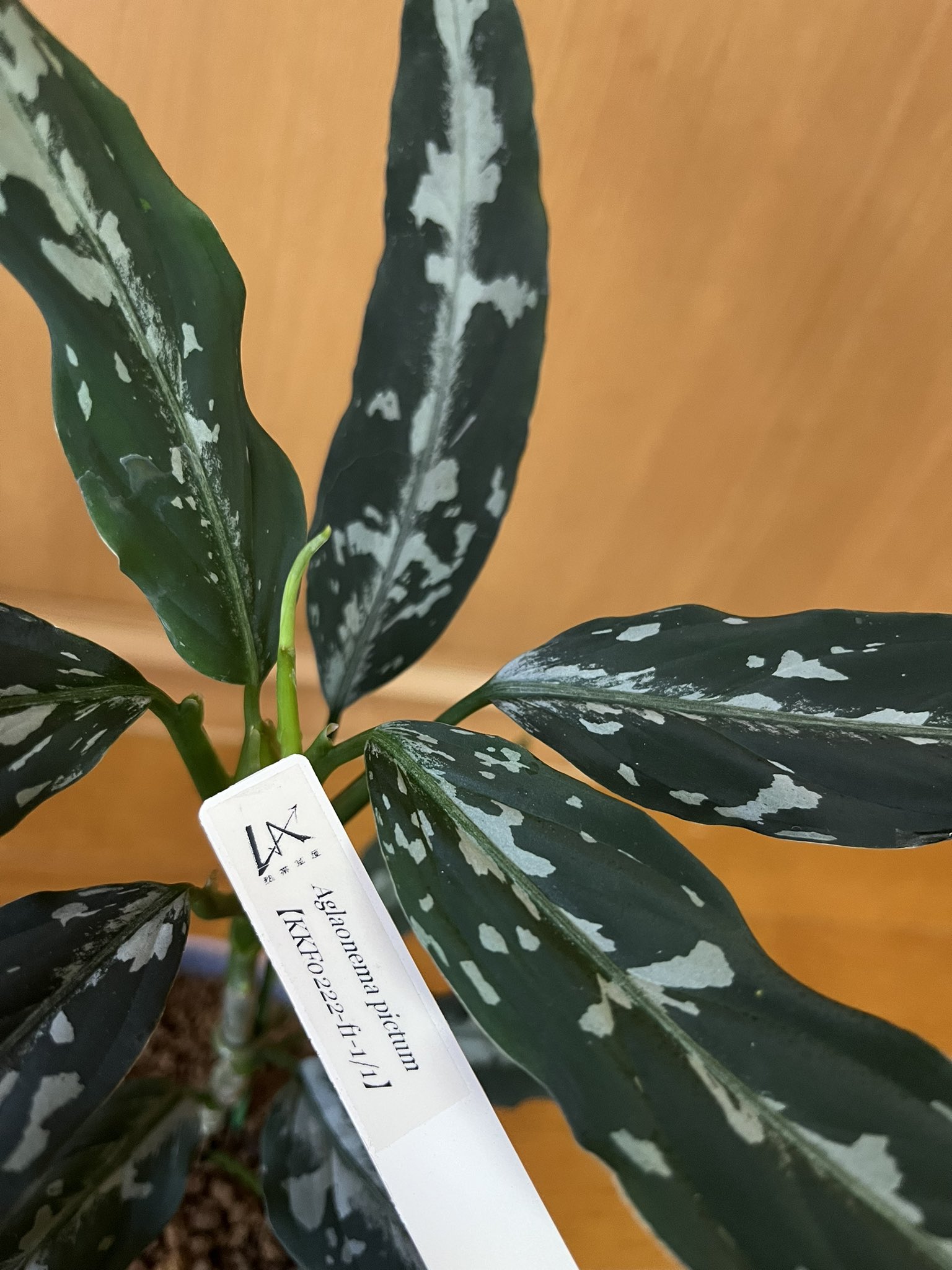A雷切 Aglaonema pictum LA0914-3ss （Aglaonema pictum A “雷切