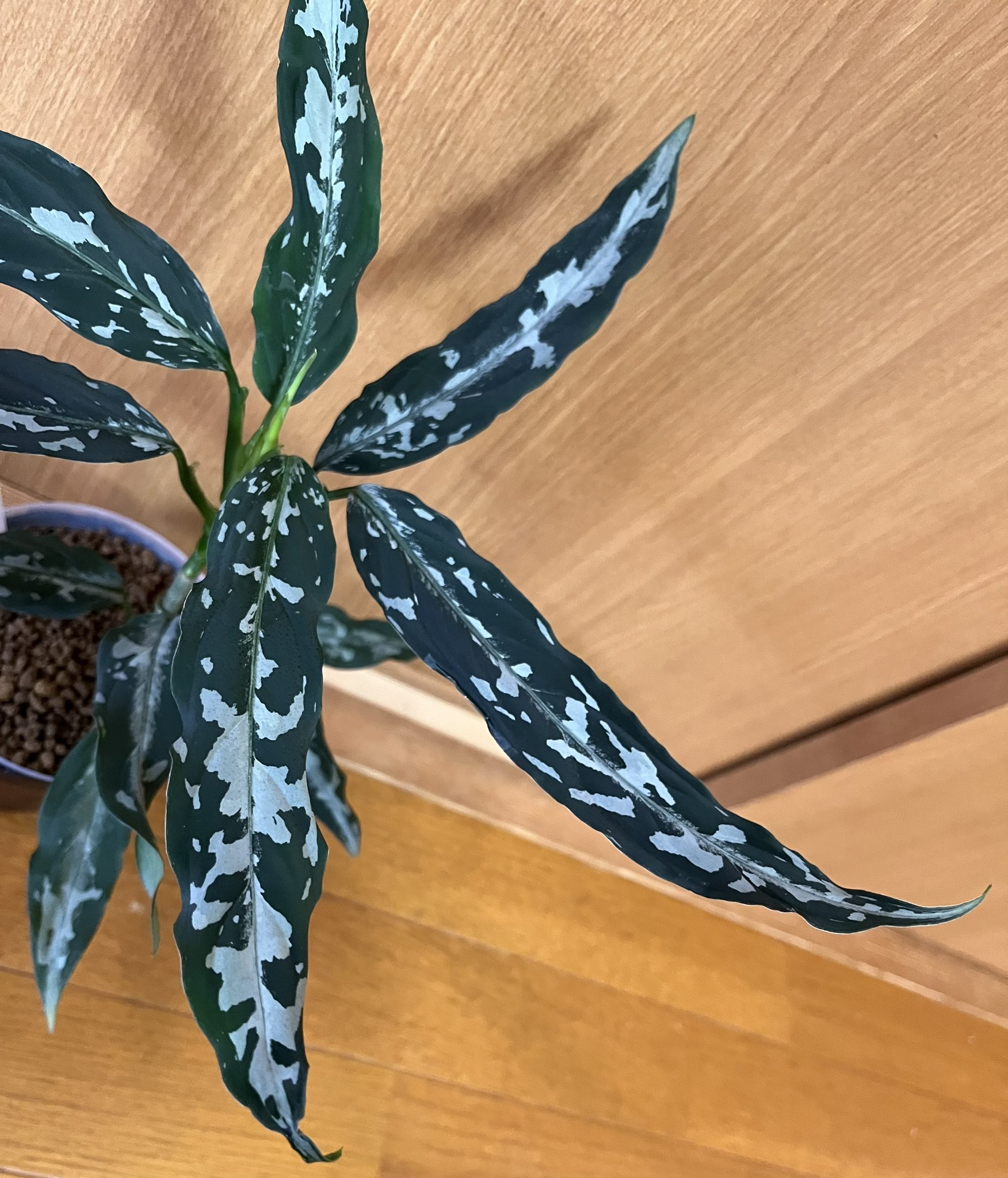 草くま on X: 