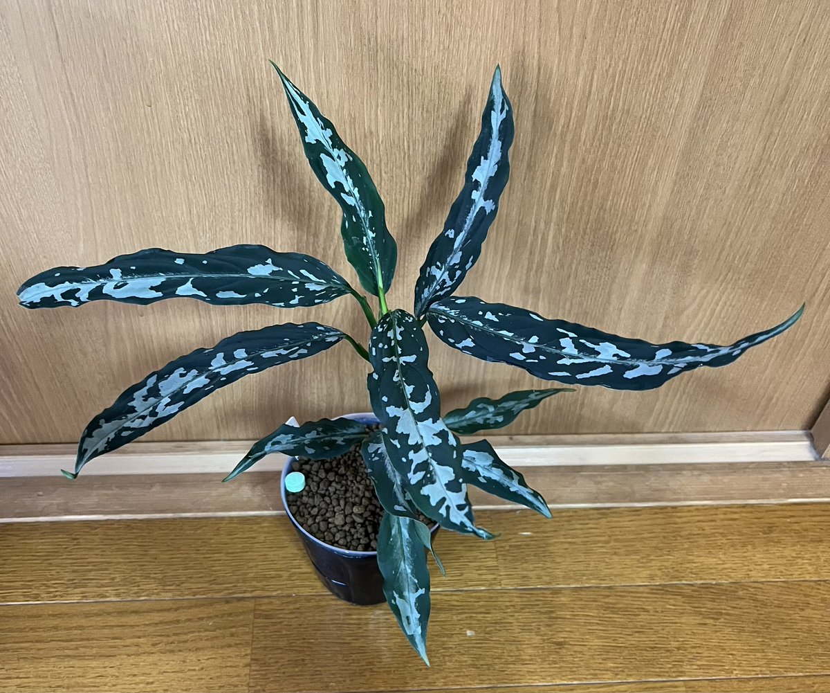 A雷切　Aglaonema pictum LA0914-3ss Aglaonema pictum A “雷切”【LA0914-3ss】 : ～雪国アグラの育成