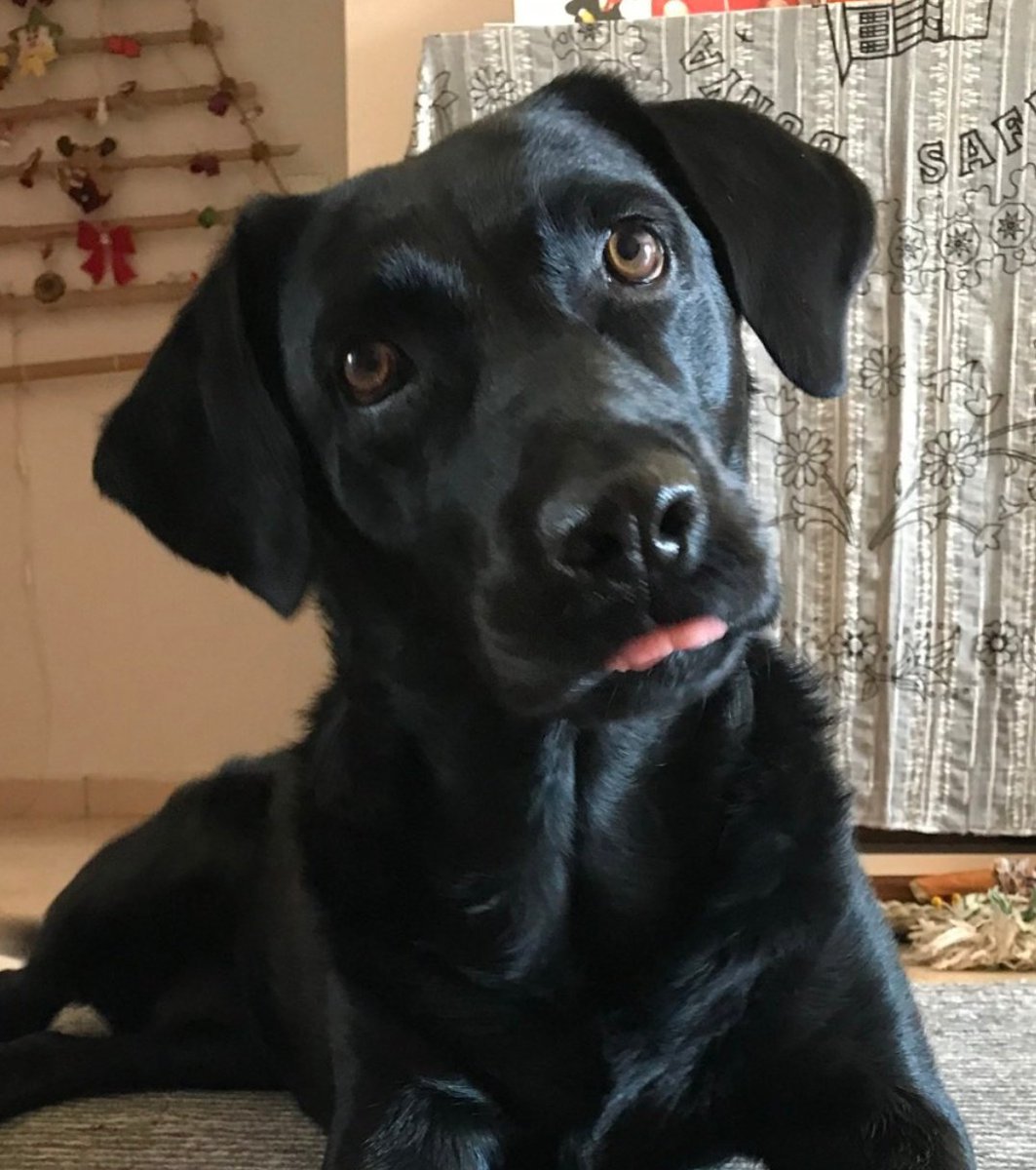 Çekiliş vakti!

Sevgili <a href="/papillonhero/">Eren S.</a> Bettie'sinin kupasını yaptırmıştı. Şimdi de bi kişiye, 'kişiye özel Pet Portre Kupa' hediye ediyor 

Çekilişe katılmak için RT yapmanız yeterli. Ama sırf keyfimize fotolu yorum da isteriz :) 

4 Ağustos Pazar gecesine kadar katılabilirsiniz.