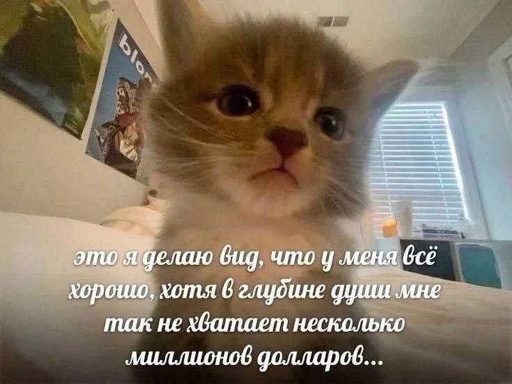 catsilcats's tweet photo. https://t.co/6ubhoYI1gt