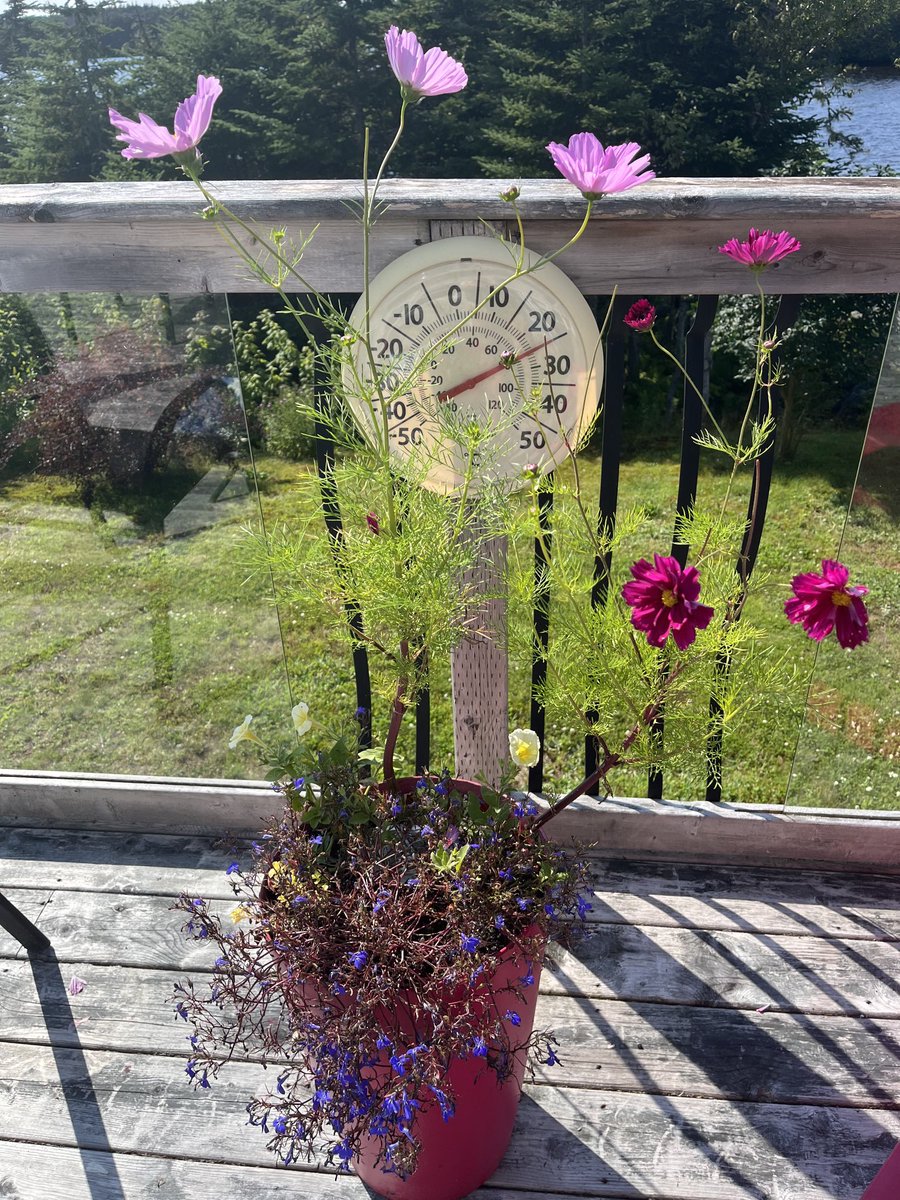 korona brophy tweet media