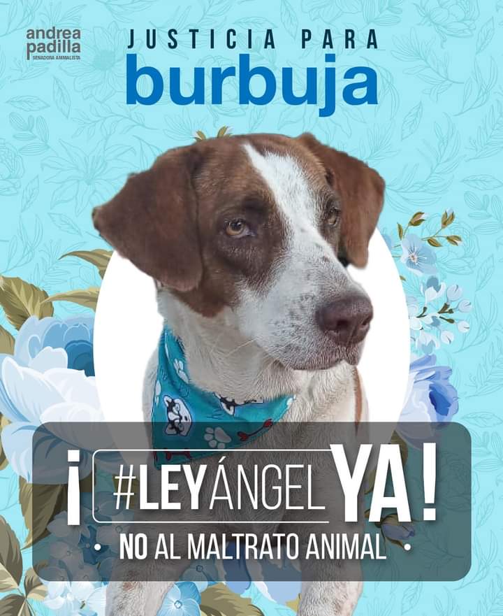 RESCATESYADOPCI's tweet photo. 😠😠😠😠😠 Este violador acaba de quedar libre. Esa es la justicia de este país. Difundamos mucho. Pedimos justicia para Burbuja.
@FiscaliaCol
@andreanimalidad
@petrogustavo
@NoticiasCaracol
@NoticiasRCN
@CityNoticiasTv
@NoticiasUno
@payas_veeduria https://t.co/rMnjn2BGP7