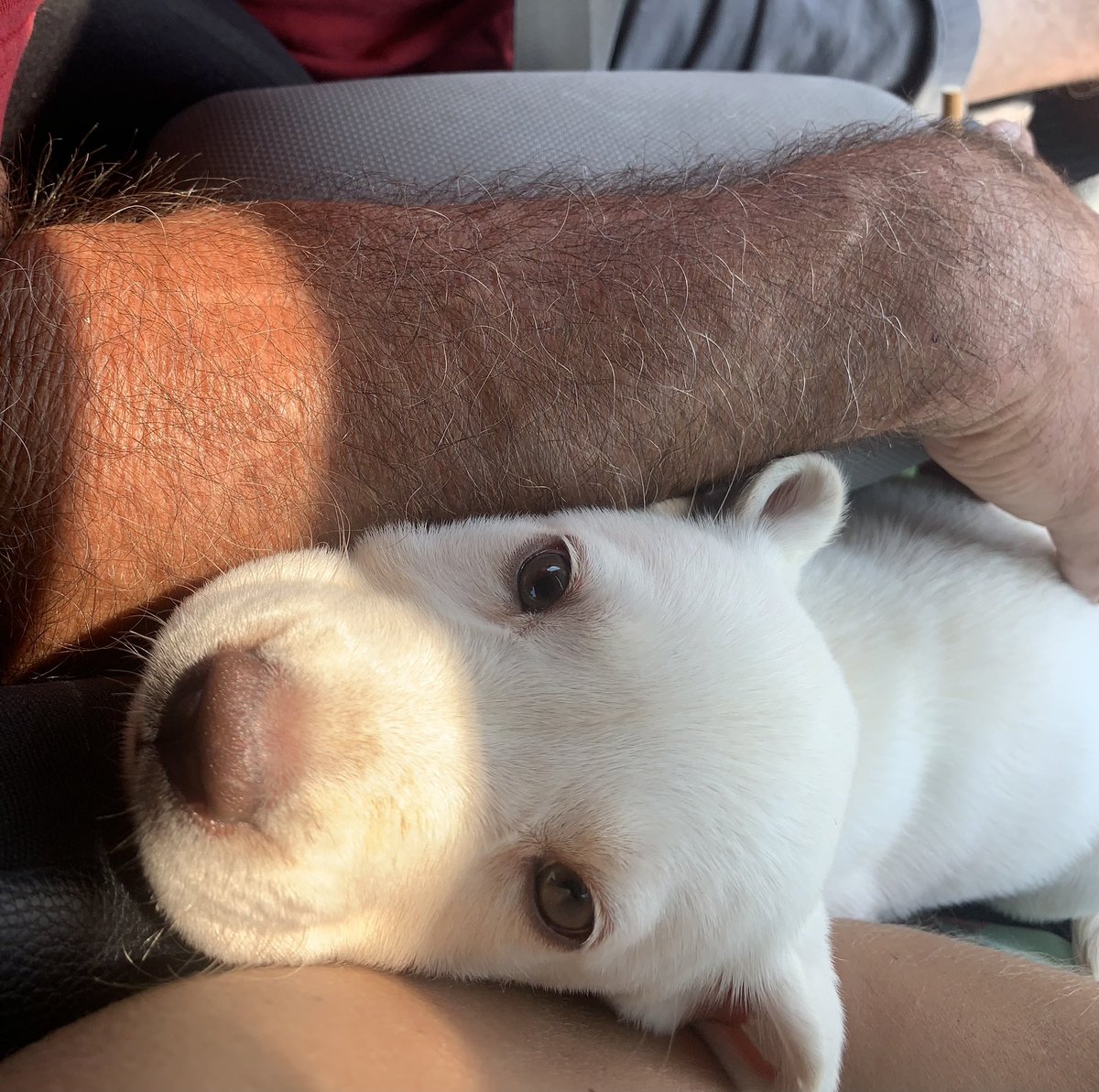 StarannThe's tweet image. That face😩😍🥰🖤🖤🖤🥰🖤🥰🖤🥰
#Newpuppy
